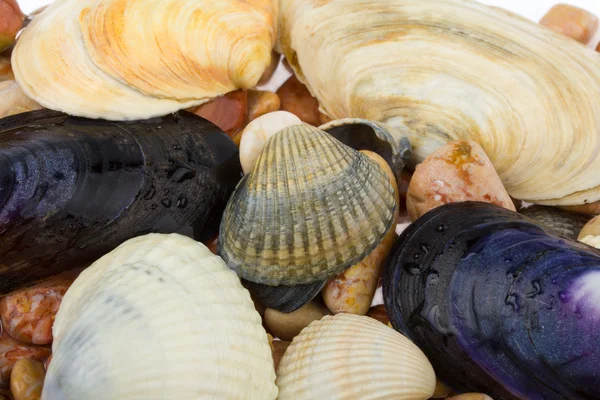 貝殻や石 — ストック写真