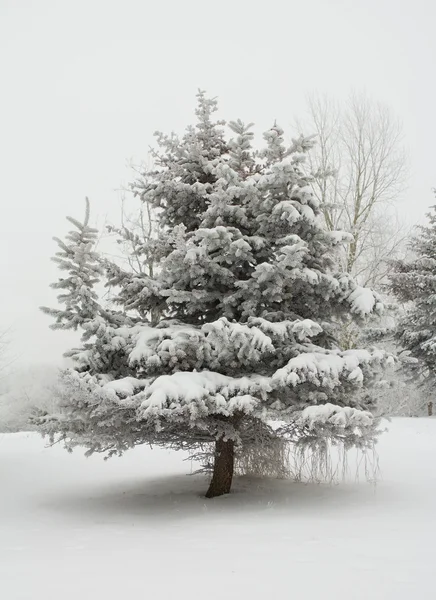 冷冻土中的冷杉树 — 图库照片