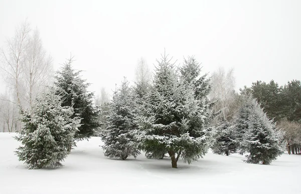 冷冻土中的冷杉树 — 图库照片