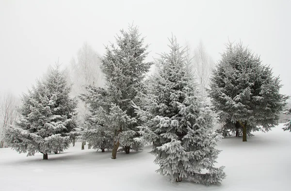 霜の降る木 — ストック写真