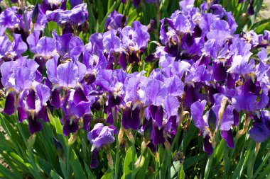 Field with purple irises clipart