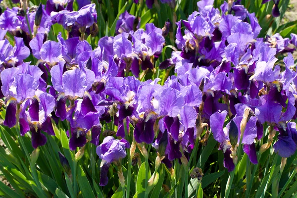 Campo Con Iris Púrpura —  Fotos de Stock