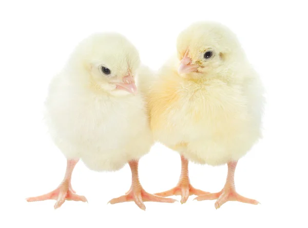 Két Kis Sárga Csirke Elszigetelt Fehér — Stock Fotó