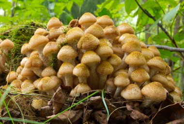 Agaric honey fungus near stump clipart