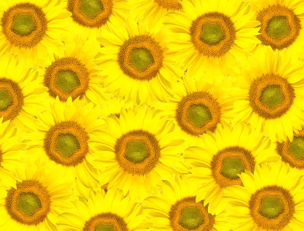 Background from sunflowers — Stock Photo, Image
