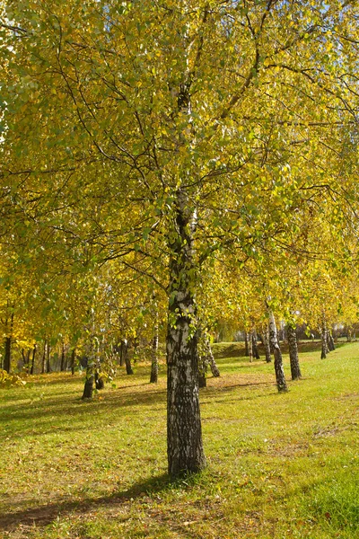 Birch grove in autumn — Stock Photo, Image