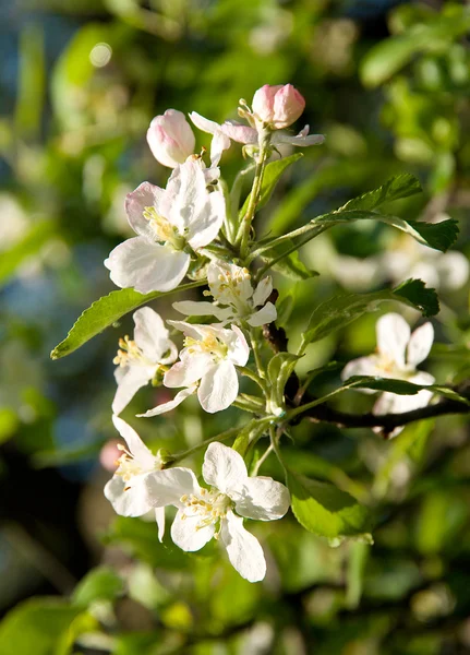 リンゴの木の開花 — ストック写真