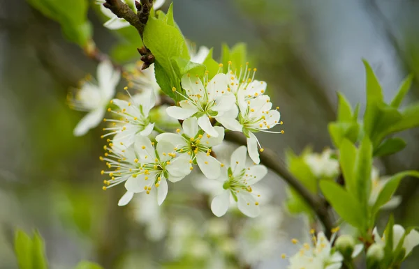 Blommande plommonträd — Stockfoto