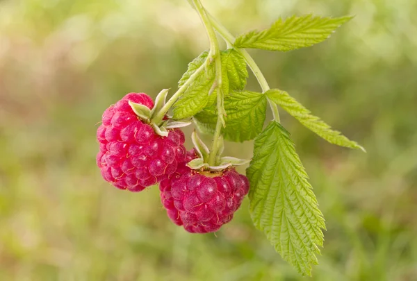Branch of ripe raspberries — Stock Photo, Image