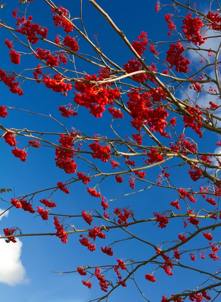 Olgun ashberries dalları — Stok fotoğraf