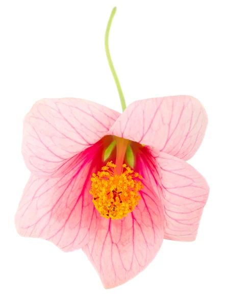 Flor rosa de primer plano —  Fotos de Stock