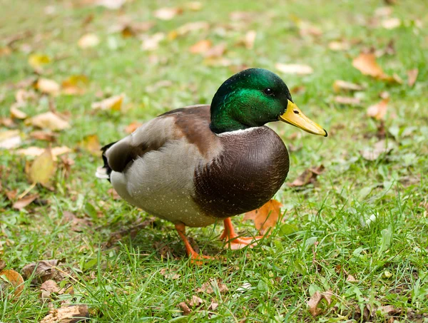 Wild duck — Stockfoto
