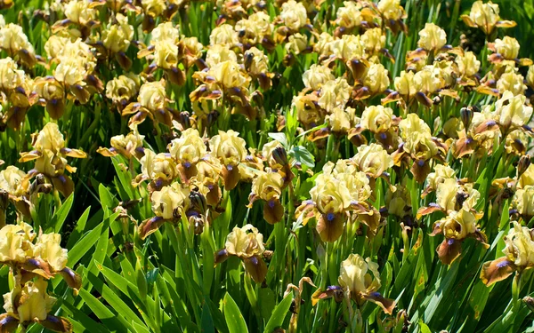 Yellow-brown irises — Stock Photo, Image