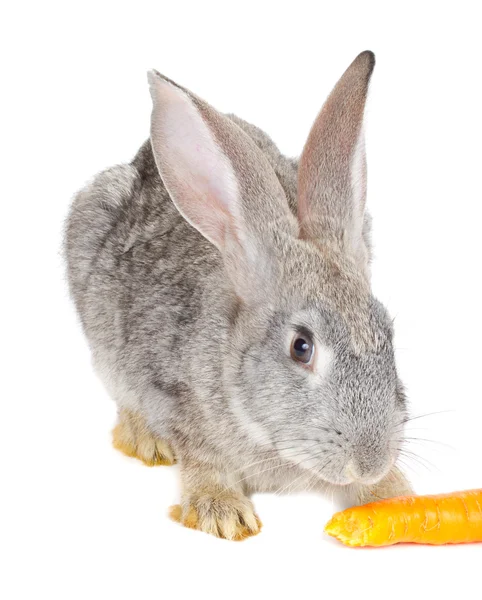Gray rabbit eating carrot — Stock Photo, Image