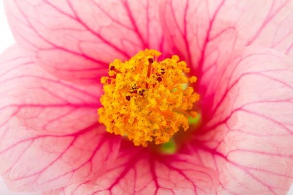 粉红色的花的宏 — 图库照片