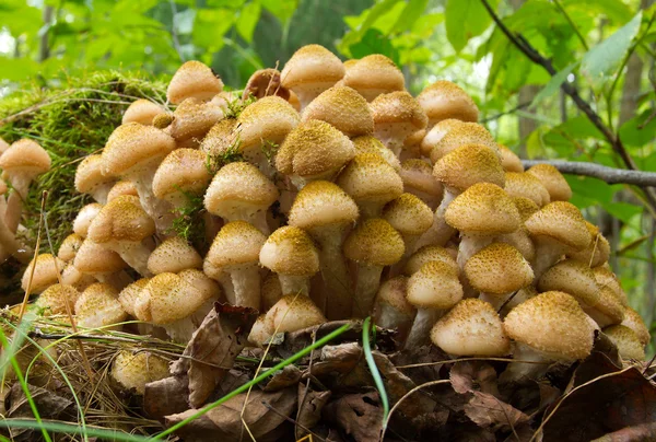 Agaric honey fungus near stump — Stock Photo, Image