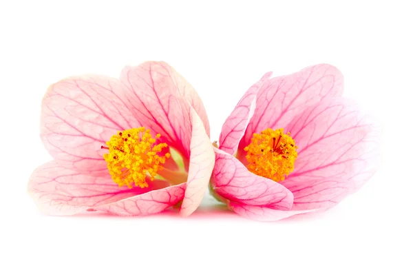 Close-up růžové květy — Stock fotografie