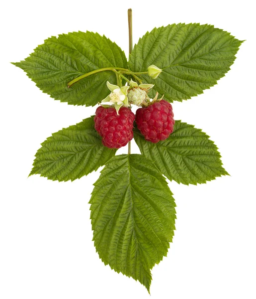 成熟莓和花 — 图库照片