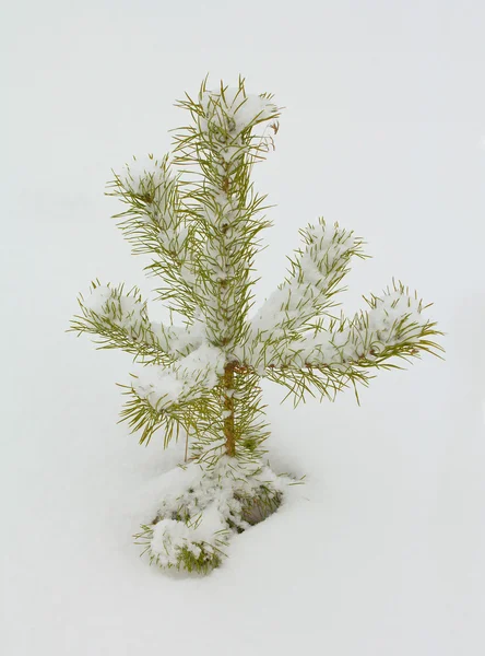 Kleine pine met sneeuw — Stockfoto