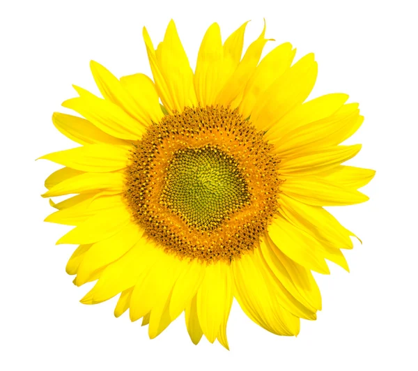 Sonnenblumenkopf Isoliert Auf Weiß — Stockfoto
