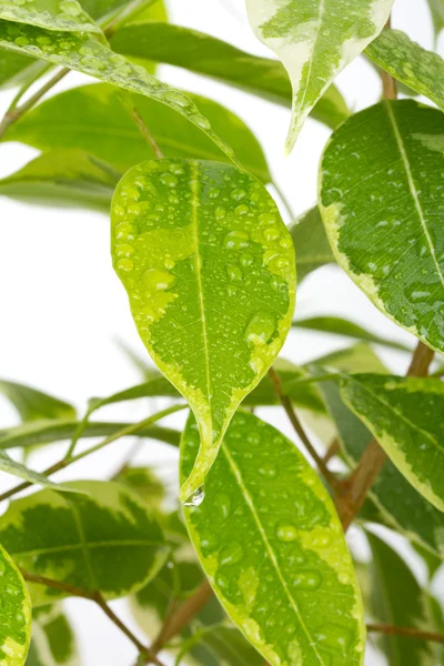 Ficus Blättert Mit Wassertropfen — Stockfoto