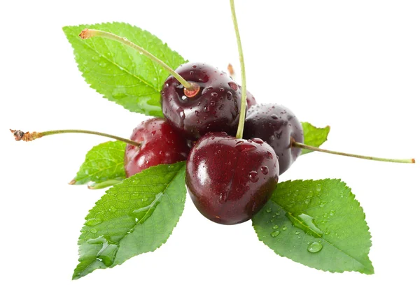 Wet ripe cherries with leaves — Stock Photo, Image