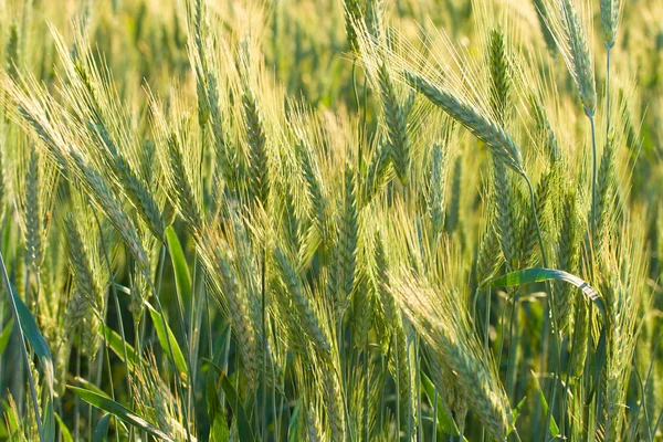 Крупним Планом Вуха Пшениці Полі Селективний Фокус — стокове фото