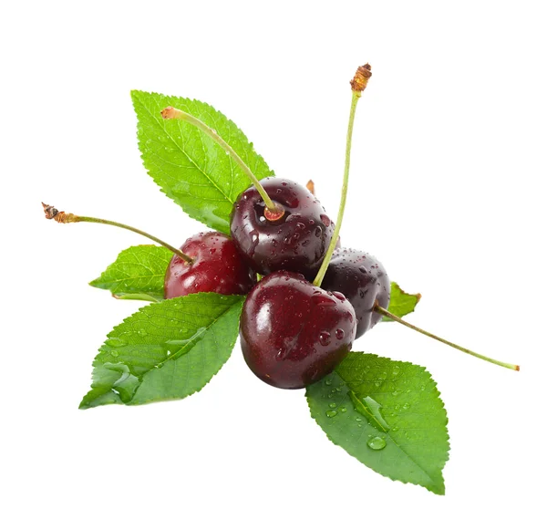 Wet Ripe Cherries Leaves Isolated White — Stock Photo, Image