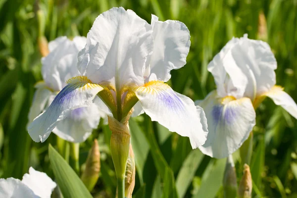 Iris blanco, flor de primavera —  Fotos de Stock
