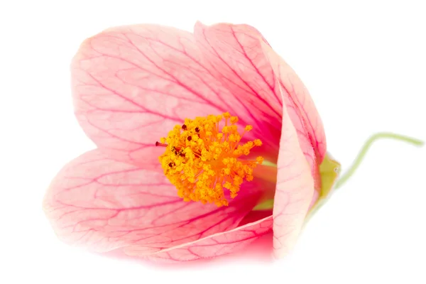Kwiat różowy szczegół — Zdjęcie stockowe
