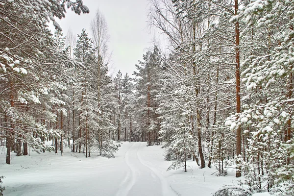 Estrada Floresta Coníferas Inverno — Fotografia de Stock
