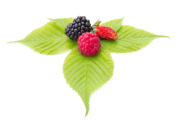 Strawberry Blackberry Raspberry Leaf Isolated White — Stock Photo, Image