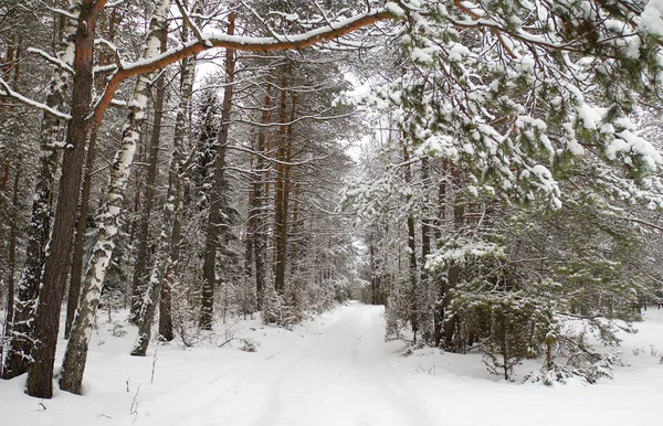 冬の森 雪で覆われて — ストック写真