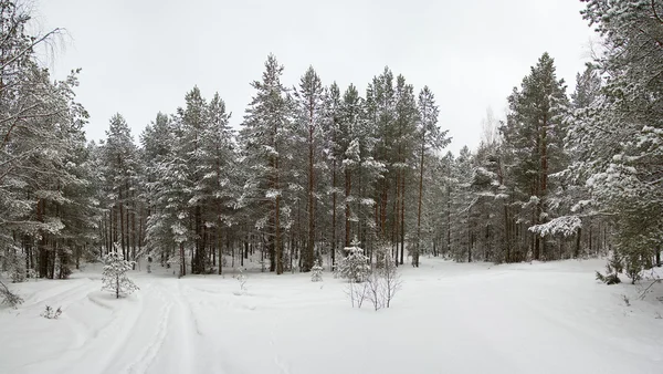 雪で覆われた冬の森のパノラマ — ストック写真