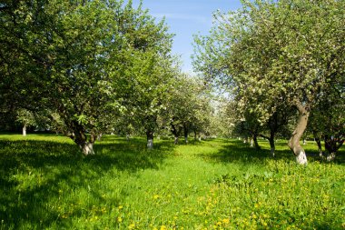 Blossoming apple orchard clipart