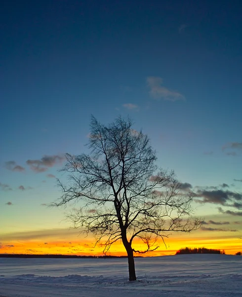 Силует березового дерева на сході сонця — стокове фото