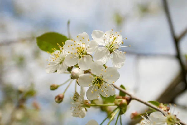 Close White Blossoming Cherry Brunch Spring — Stock Photo, Image