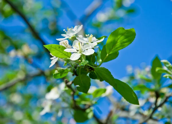 Bloei Cherry Branch Blauwe Hemelachtergrond — Stockfoto