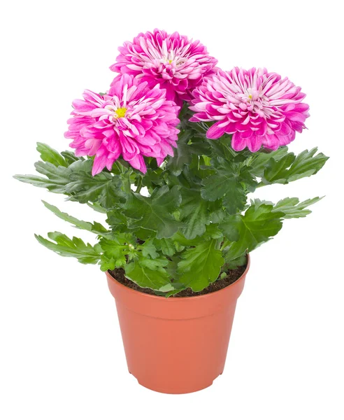 Pink chrysanthemum flowers in pot — Stock Photo, Image