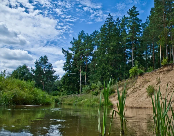 フォレストでは 夏の風景の小さい川 — ストック写真