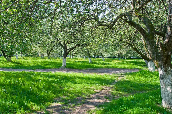 春満開のリンゴの果樹園 — ストック写真