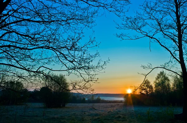 Silhouettes d'arbres sur ciel bleu au lever du soleil — Photo
