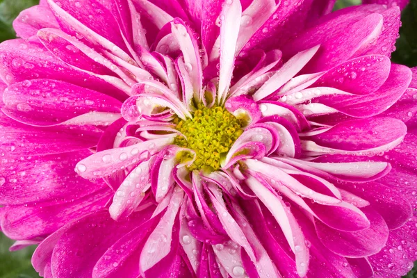 Våta rosa krysantemum blomma — Stockfoto