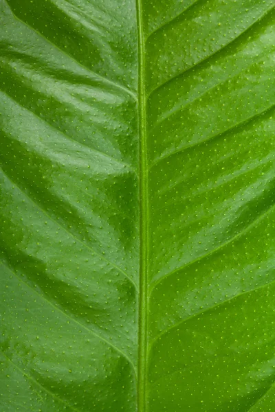 Liść drzewa cytrynowe — Zdjęcie stockowe