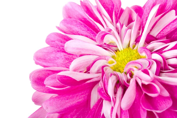 Rosa Chrysanthemenblüte — Stockfoto