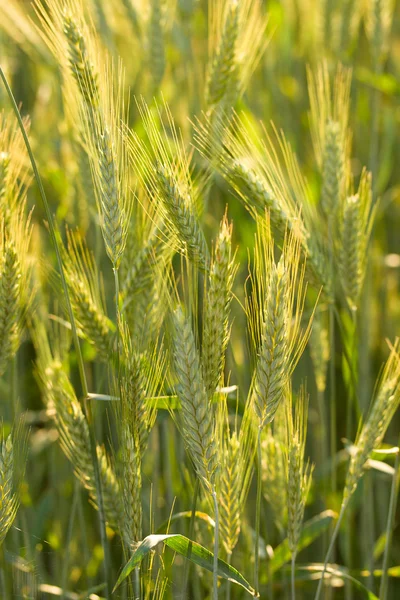 フィールド 選択的なフォーカスの小麦の耳のクローズ アップ — ストック写真