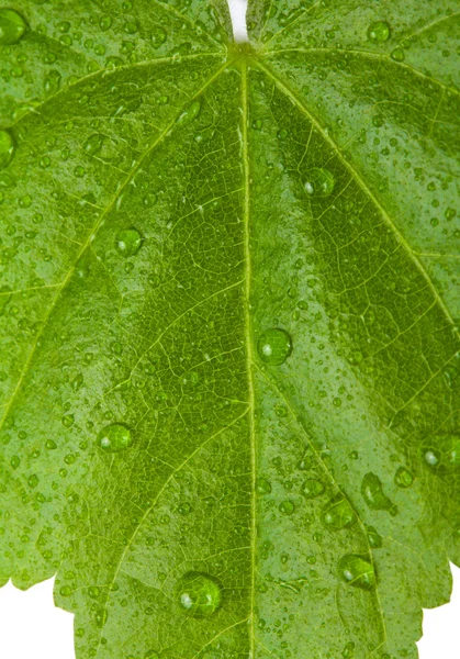 Hoja Verde Con Gotas Agua Macro Shot —  Fotos de Stock