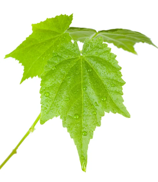 Grüne Blätter Mit Wassertropfen Isoliert Auf Weiß — Stockfoto