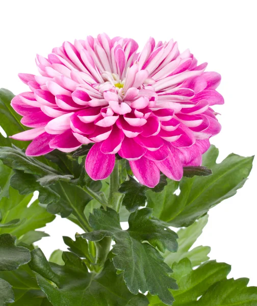 Rosa Chrysanthemenblüte — Stockfoto