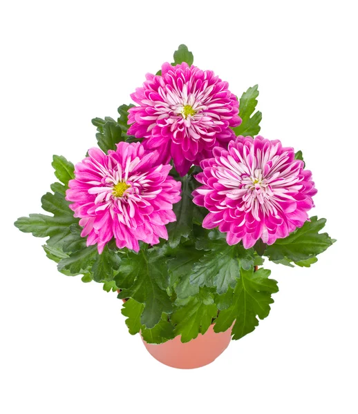 Close Pink Chrysanthemum Flowers Pot Isolated White — Stock Photo, Image